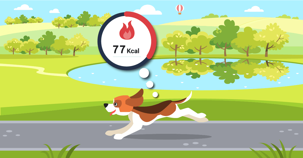 Dog is burning calories while walking